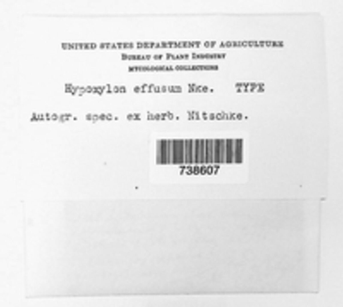 Hypoxylon effusum image